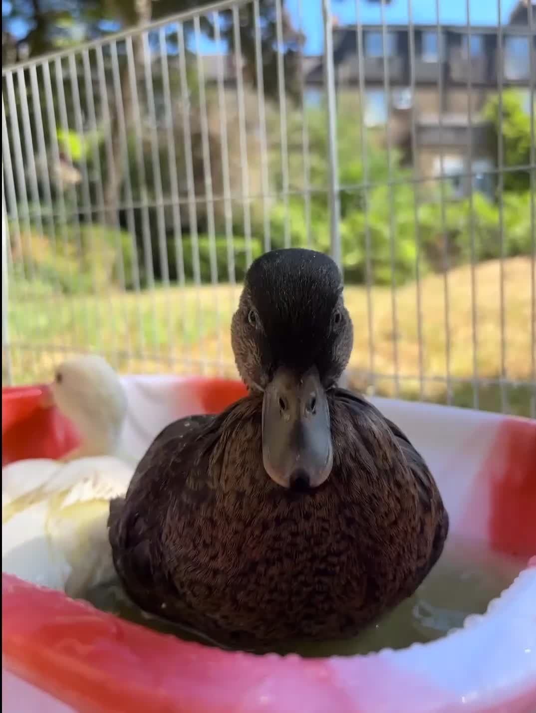 Ducks poultry for sale: Two call ducklings  - Video 1