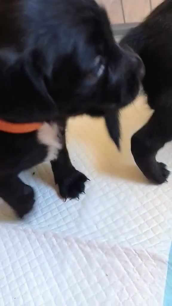 Mixed Breed dogs for sale: READY!! Sprocker jack pups + free bag in Hereford - Video 2
