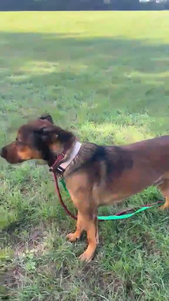 Mixed Breed dogs for adoption: Casper is looking for his forever sofa in Ashford - Video 5