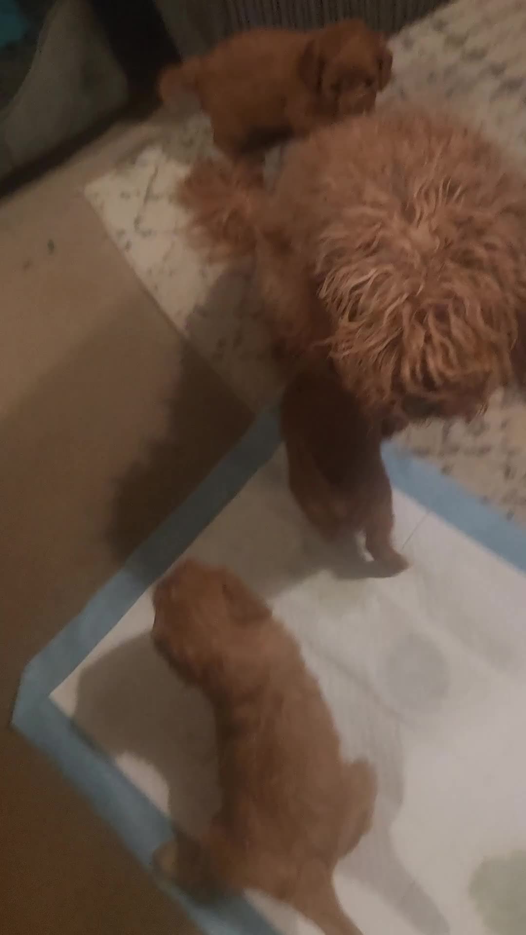 Cavapoo dogs for sale: 🐾 F1B Cavapoo Puppies – Ready 5th September 🐾 - Video 2