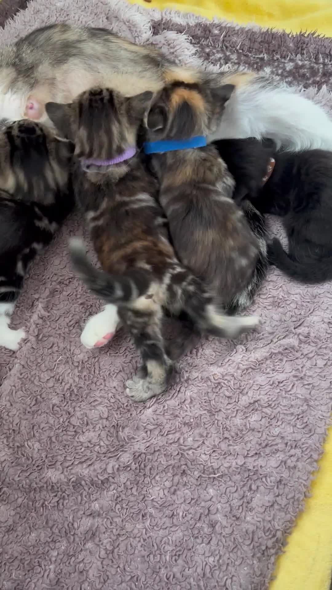 Mixed Breed cats for sale: 4  GORGEOUS TABBY/TORTOISHELL GIRLS.   - Video 2