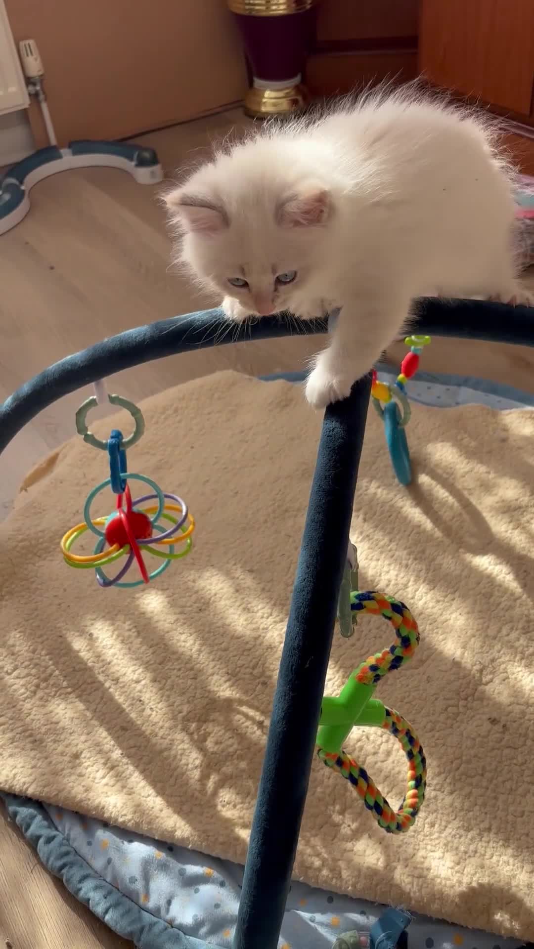 Siberian cats for sale: Beautiful Siberian kittens registered GSSF. - Video 2