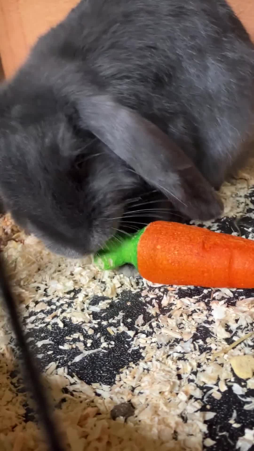 Mini Lop rabbits for sale: 2 Beutiful bunnies ginger and grey! - Video 1