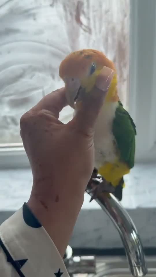 Parrots birds for sale: Yellow-Sided Caique – Cage, Toys & Food Included in Middlesbrough - Video 5