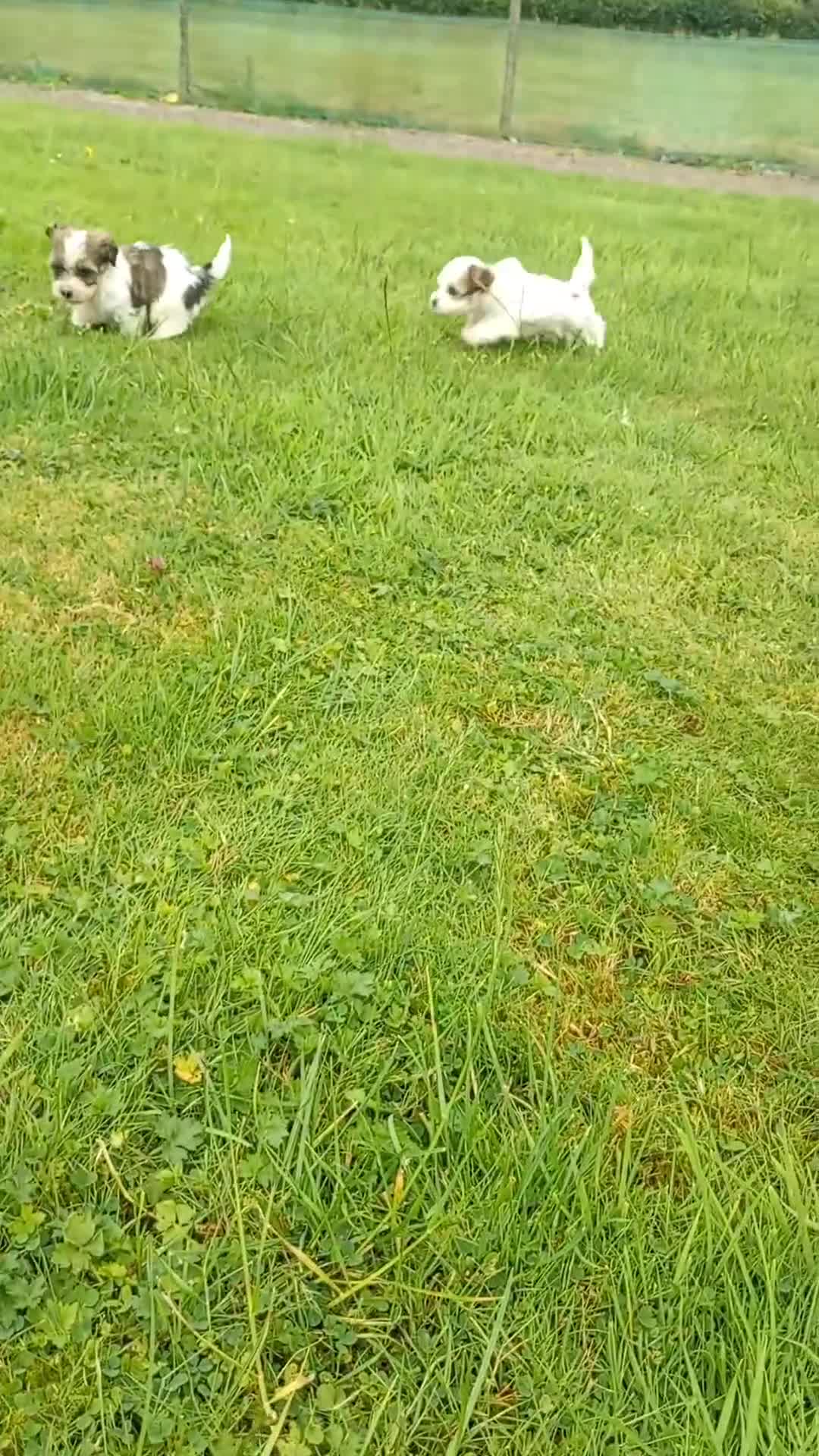 Havanese dogs for sale: Stunning full breed havanese puppies. 6 boys avail - Video 2