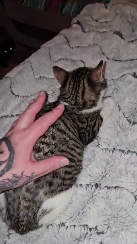 Mixed Breed cats for adoption: Bonded pair of rescue kittens ready for home - Video 3