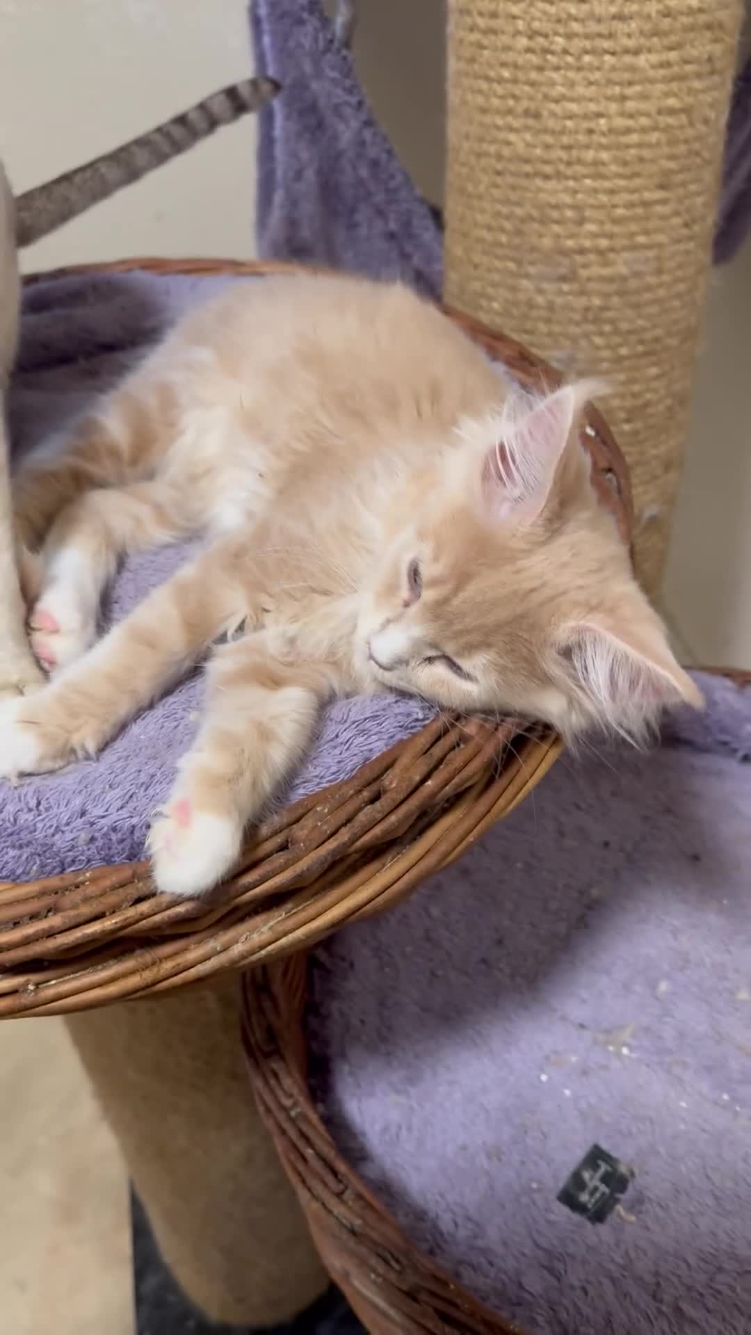 Maine Coon cats for sale: GCCF REGISTERED PEDIGREE  READY TO LEAVE HOME NOW  - Video 1