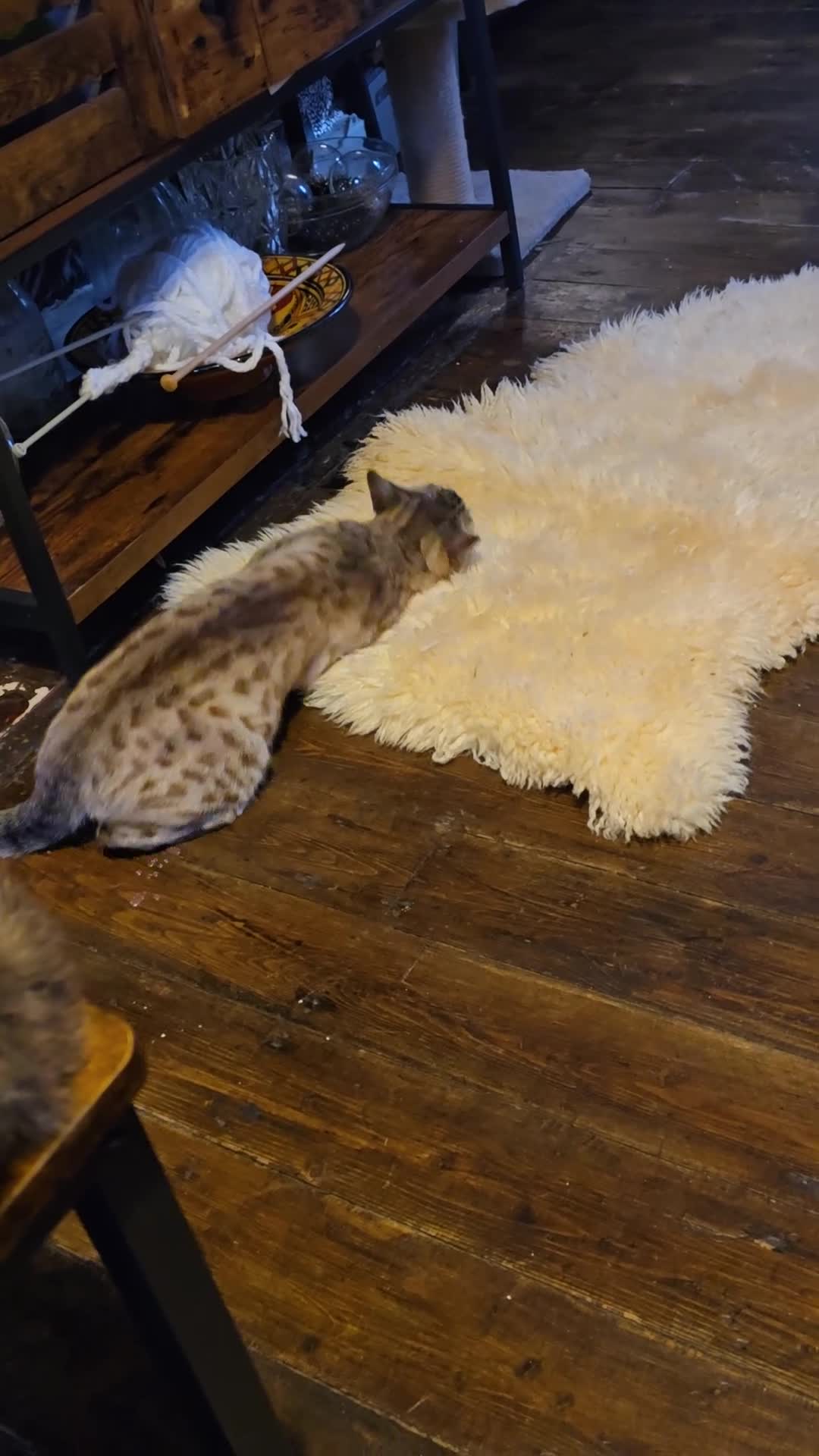 Bengal cats for sale:  bengal - Video 1