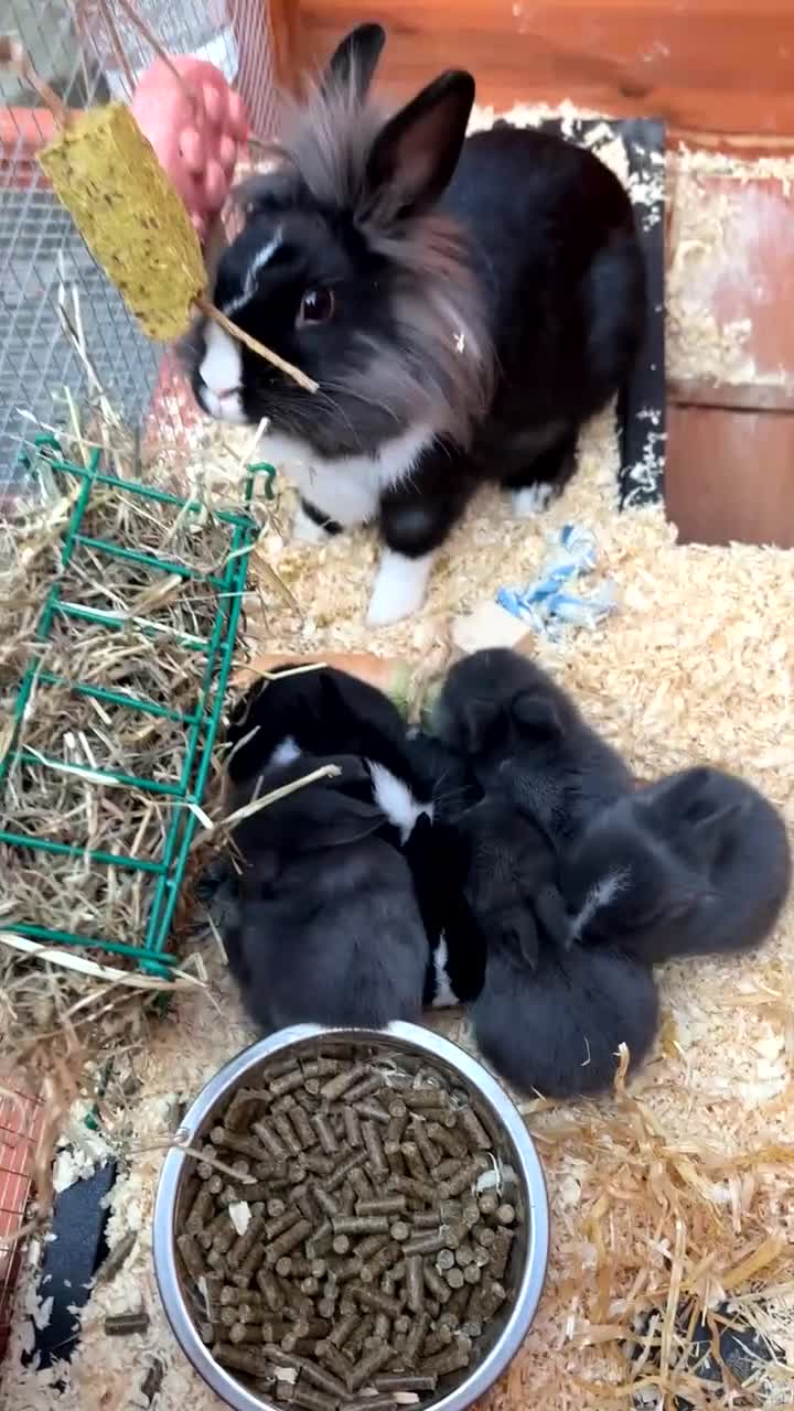 Mixed Breed rabbits for sale: Lion head x Dutch Rabbits  - Video 2