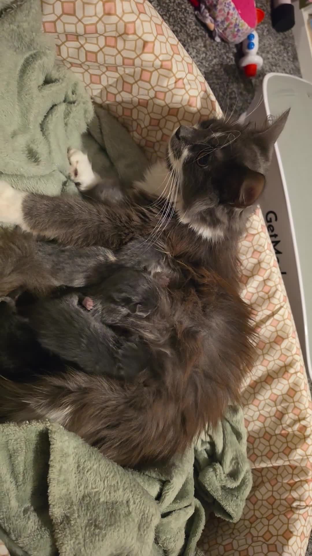 Mixed Breed cats for sale: 4 funny, playful, loving beautiful kittens  in Dunfermline - Video 2