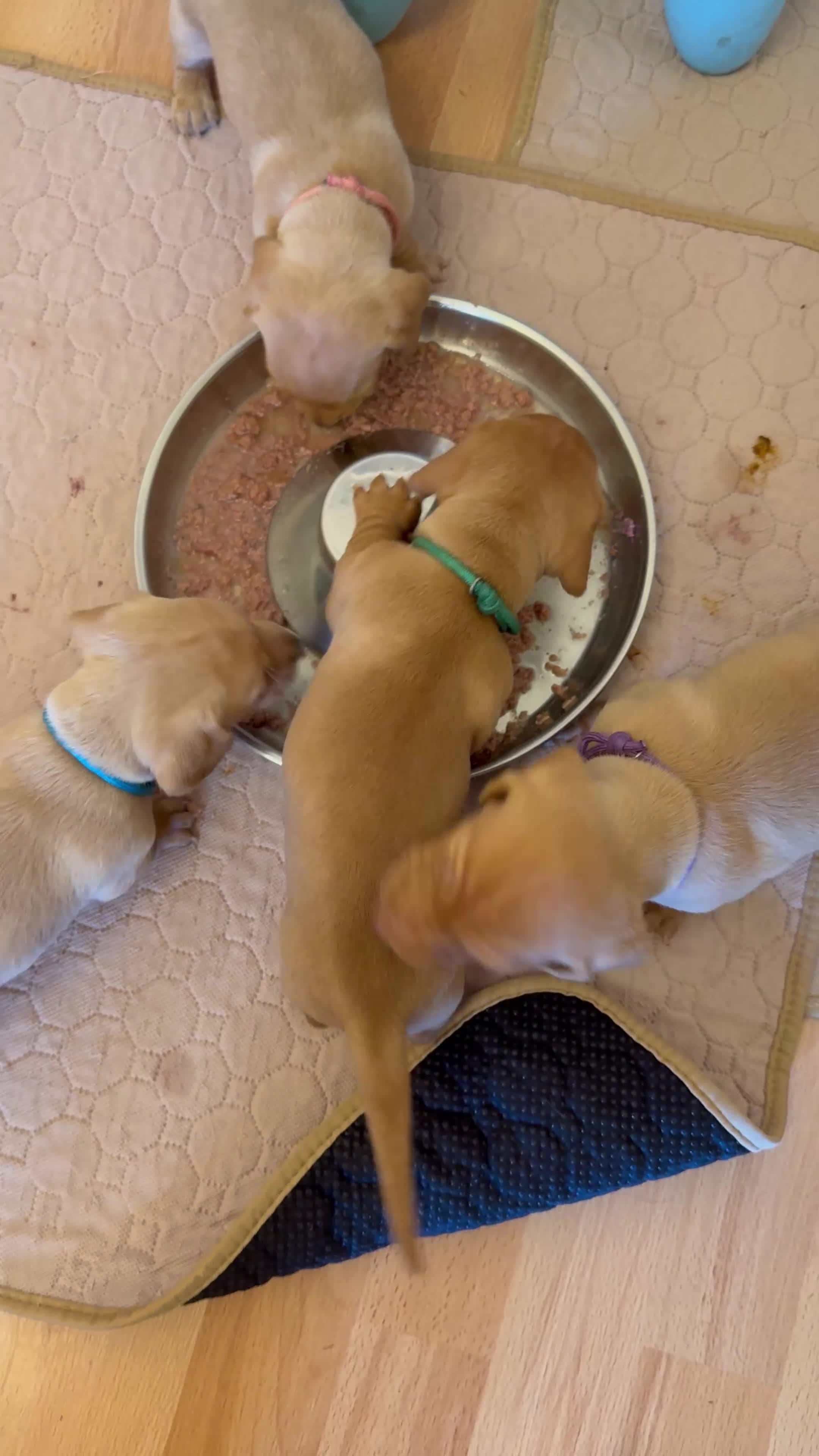 Miniature Dachshund dogs for sale: Ready now! KC reg mini smooth Dachshund  - Video 1