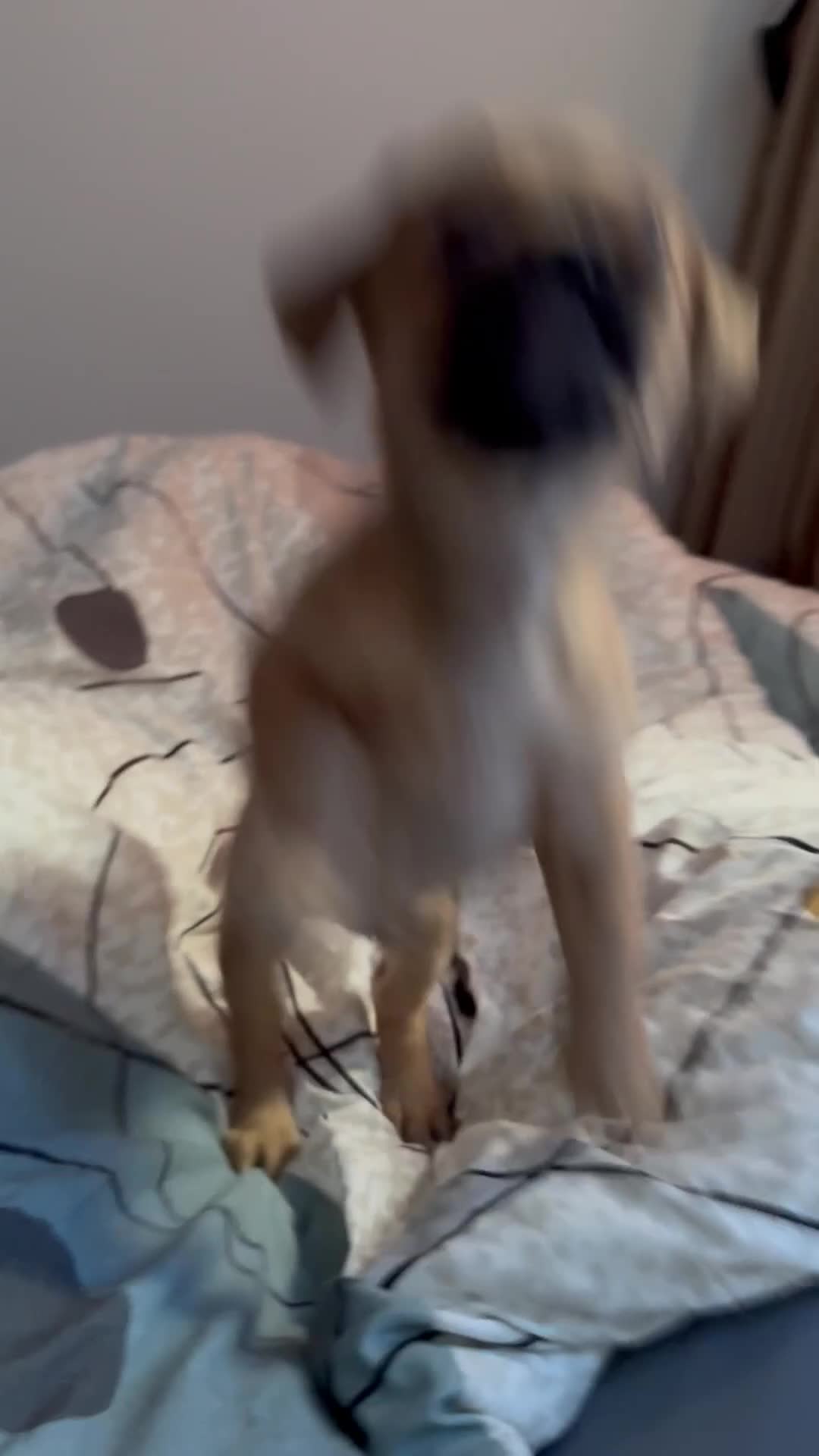 Mixed Breed dogs for sale: Teddy in Enfield - Video 1