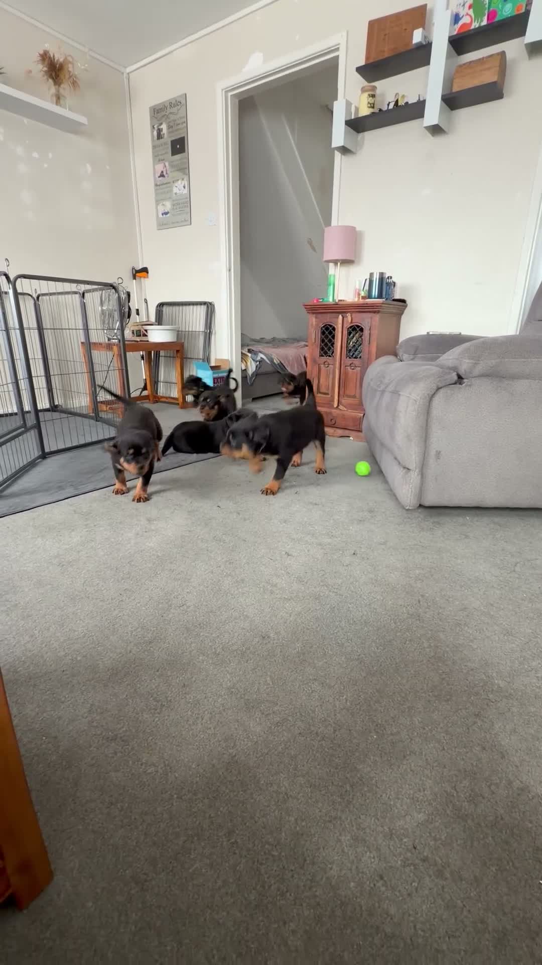 Rottweiler dogs for sale: Pure Breed Rottweiler  - Video 2