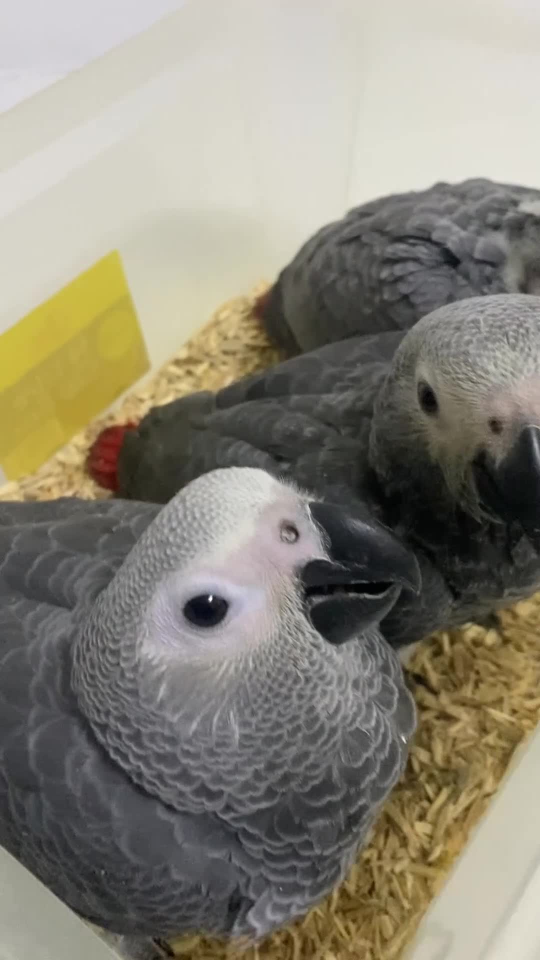 Parrots birds for sale: 2 MALES LEFT Super cuddly baby African greys  - Video 1