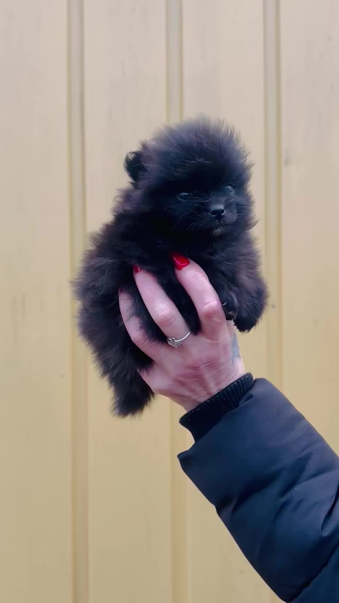 Pomeranian dogs for sale: Not posh Poms 😂 - Video 1