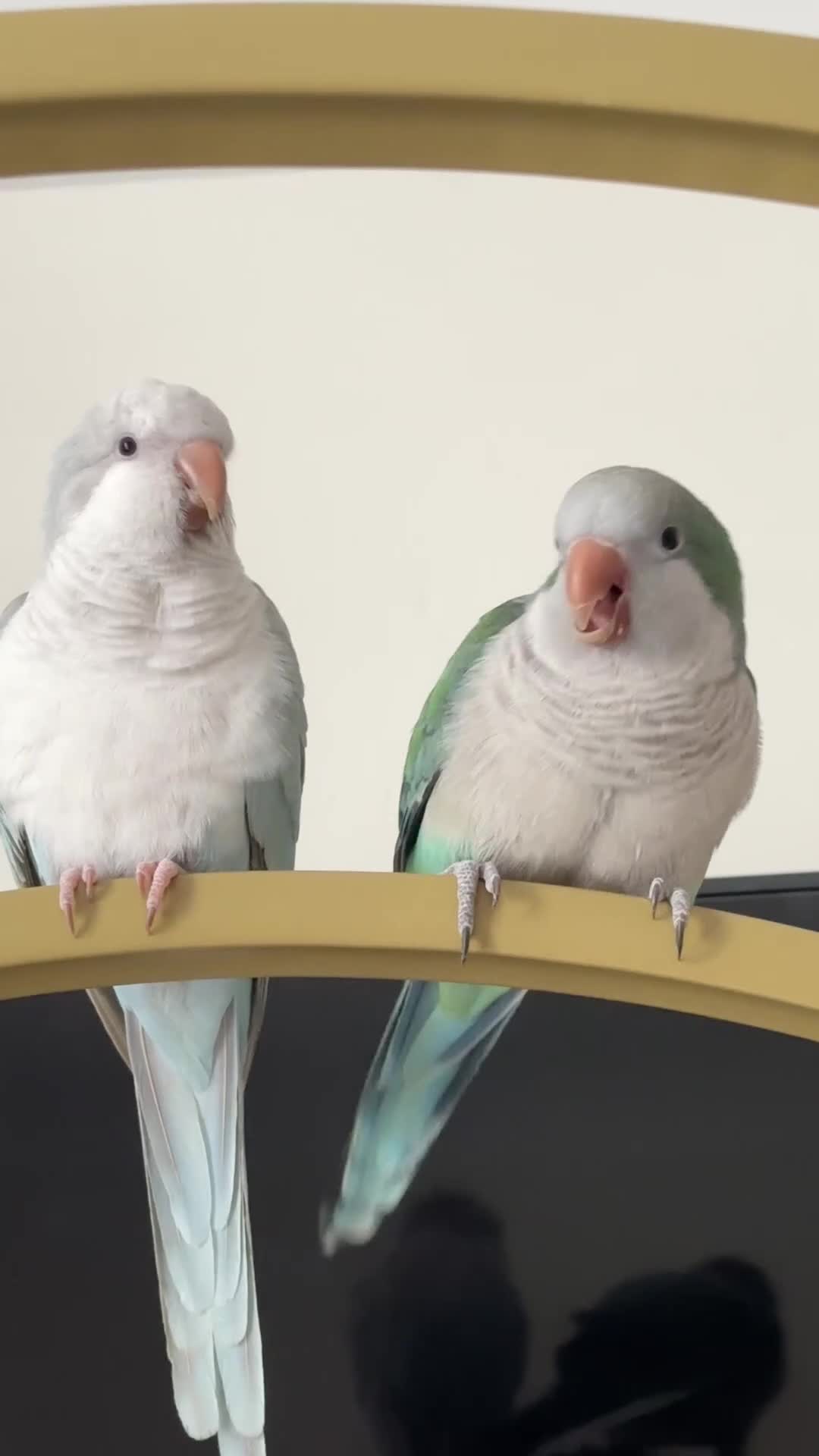 Parakeets birds for sale: Two Quaker parakeets+large cage - Video 1