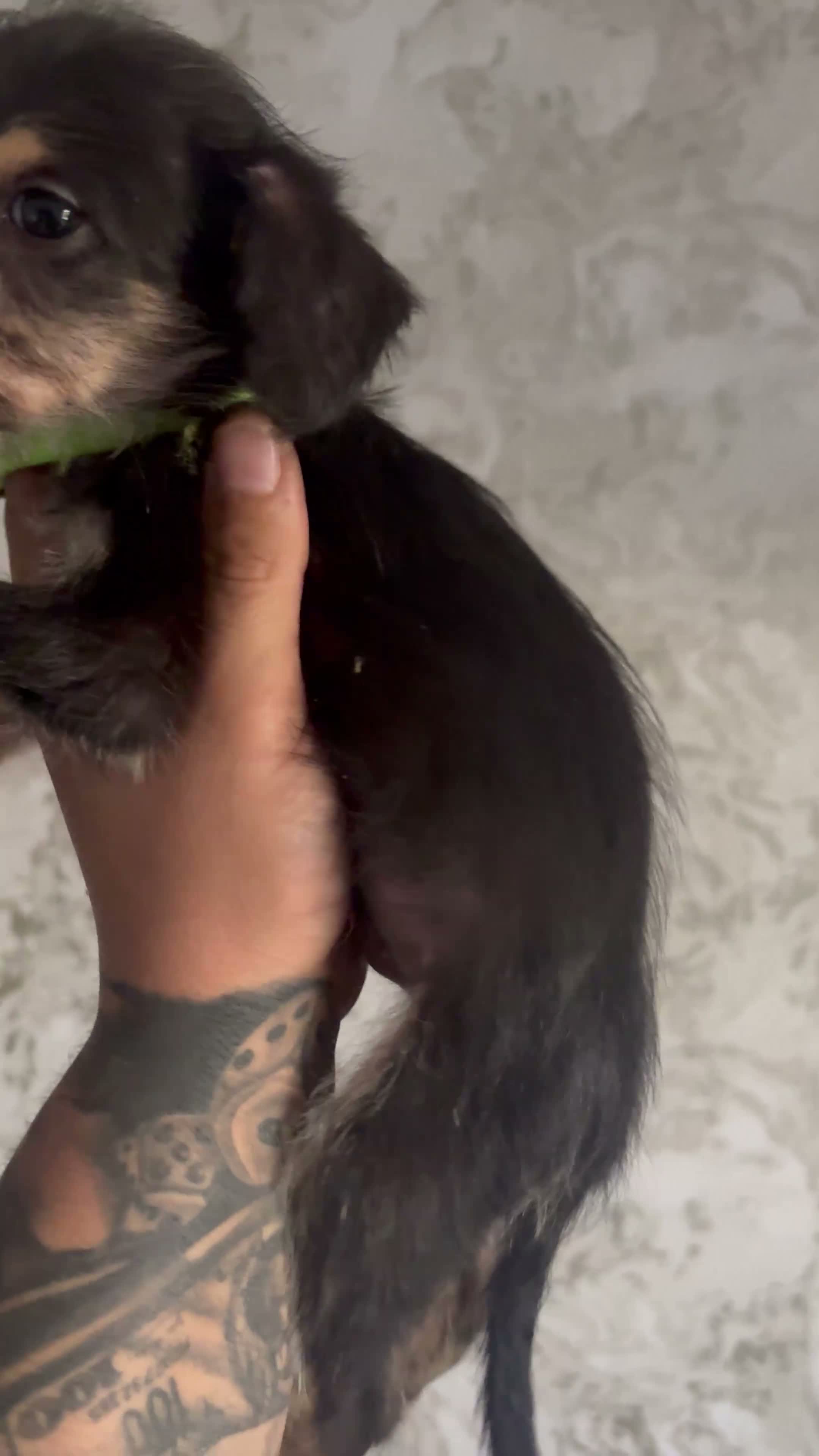 Lurcher dogs for sale: Beddlington x whpippet pups in Atherstone - Video 1