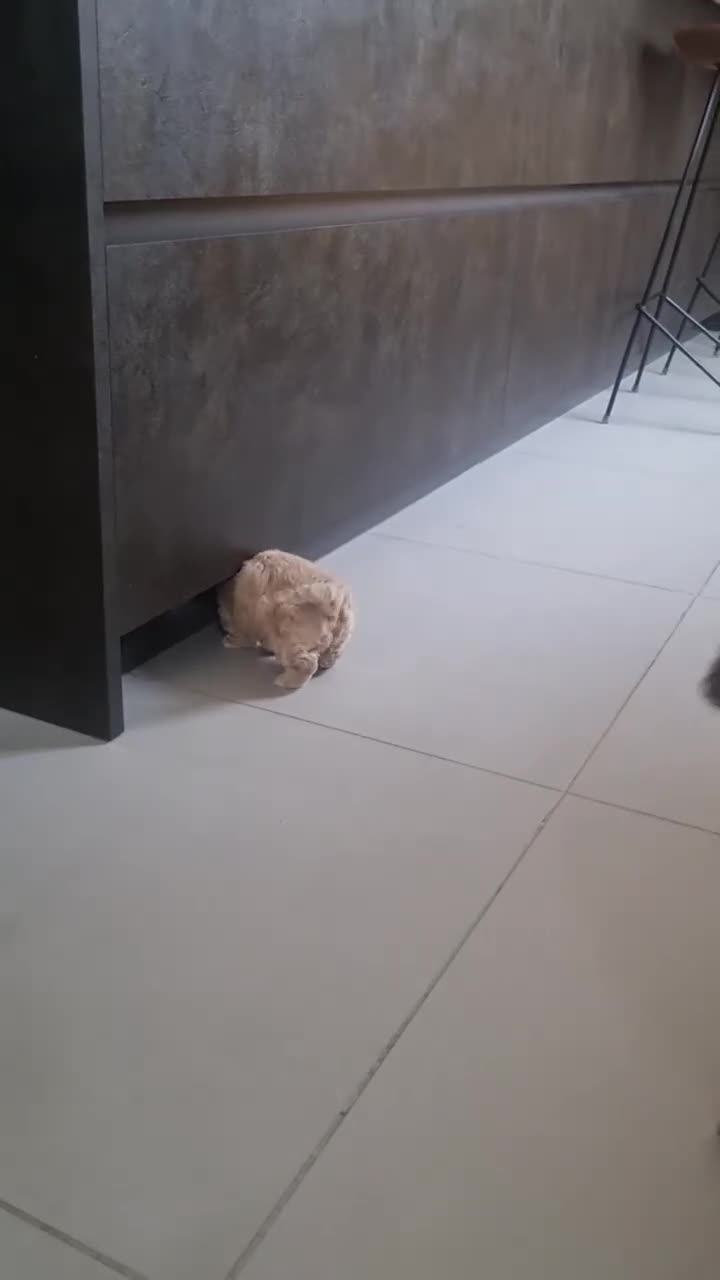 Maltipoo dogs for sale: Family-Raised Toy Maltipoo, DNAClear, 3GenPedigree - Video 5