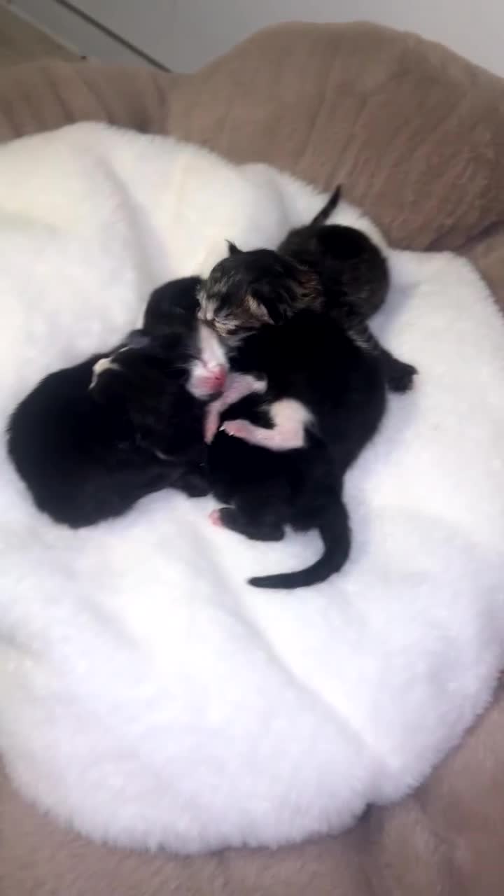 RagaMuffin cats for sale: 5 week old kittens 2boys 1girl - Video 1
