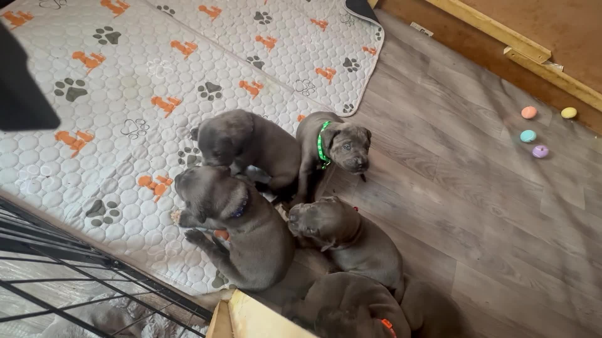 Cane Corso dogs for sale: Cane corso pups in Johnstone - Video 2