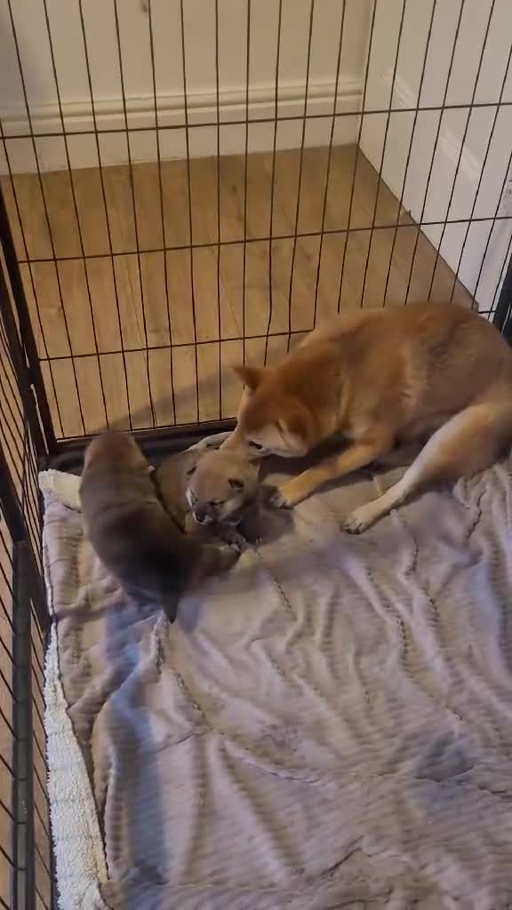 Japanese Shiba Inu dogs for sale: for sale  - Video 1