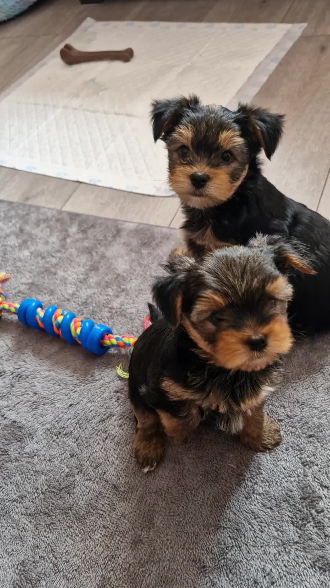 Yorkshire Terrier dogs for sale: 2  girls Yorkshire terrier puppies sale. - Video 1