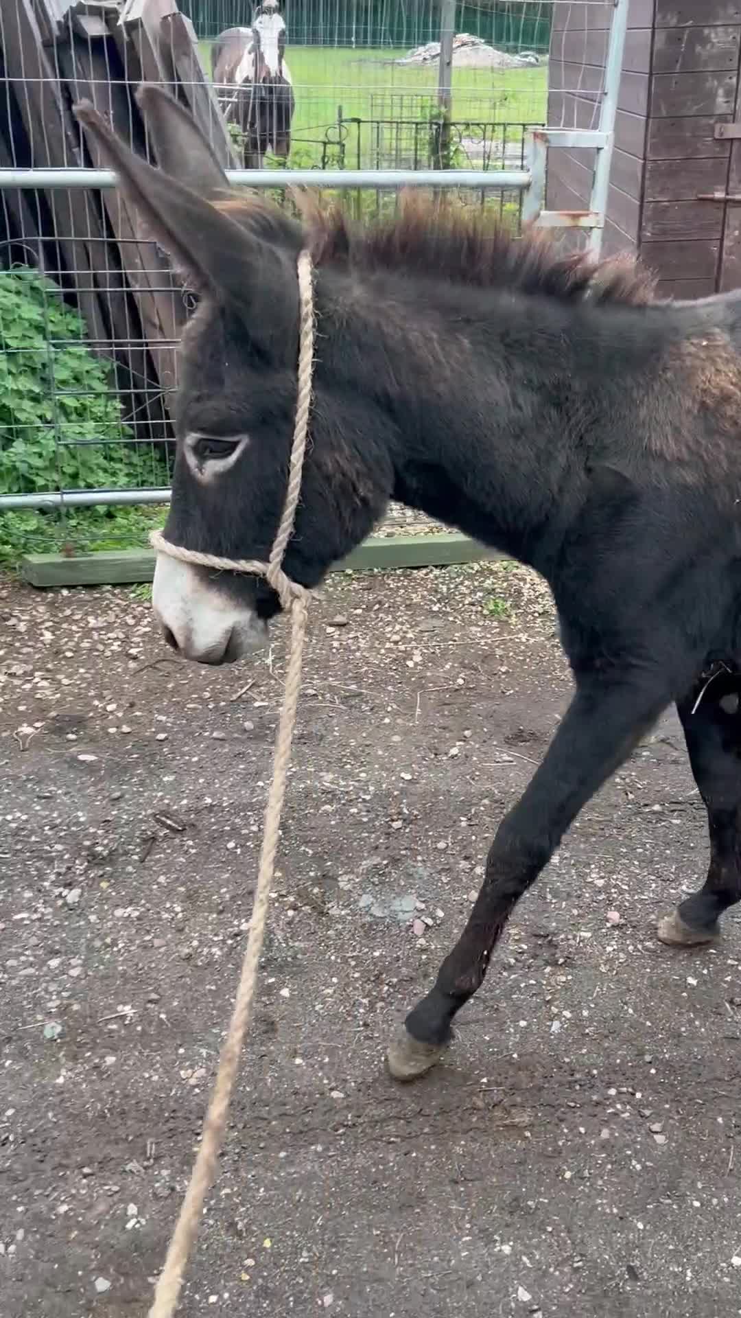 Donkey livestock for sale: Jack  donkey  - Video 1