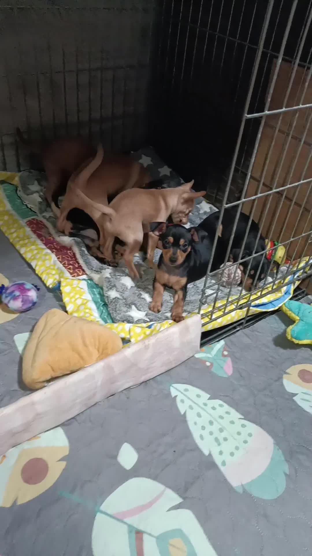 Miniature Pinscher dogs for sale: Miniature Pinscher puppies  - Video 3
