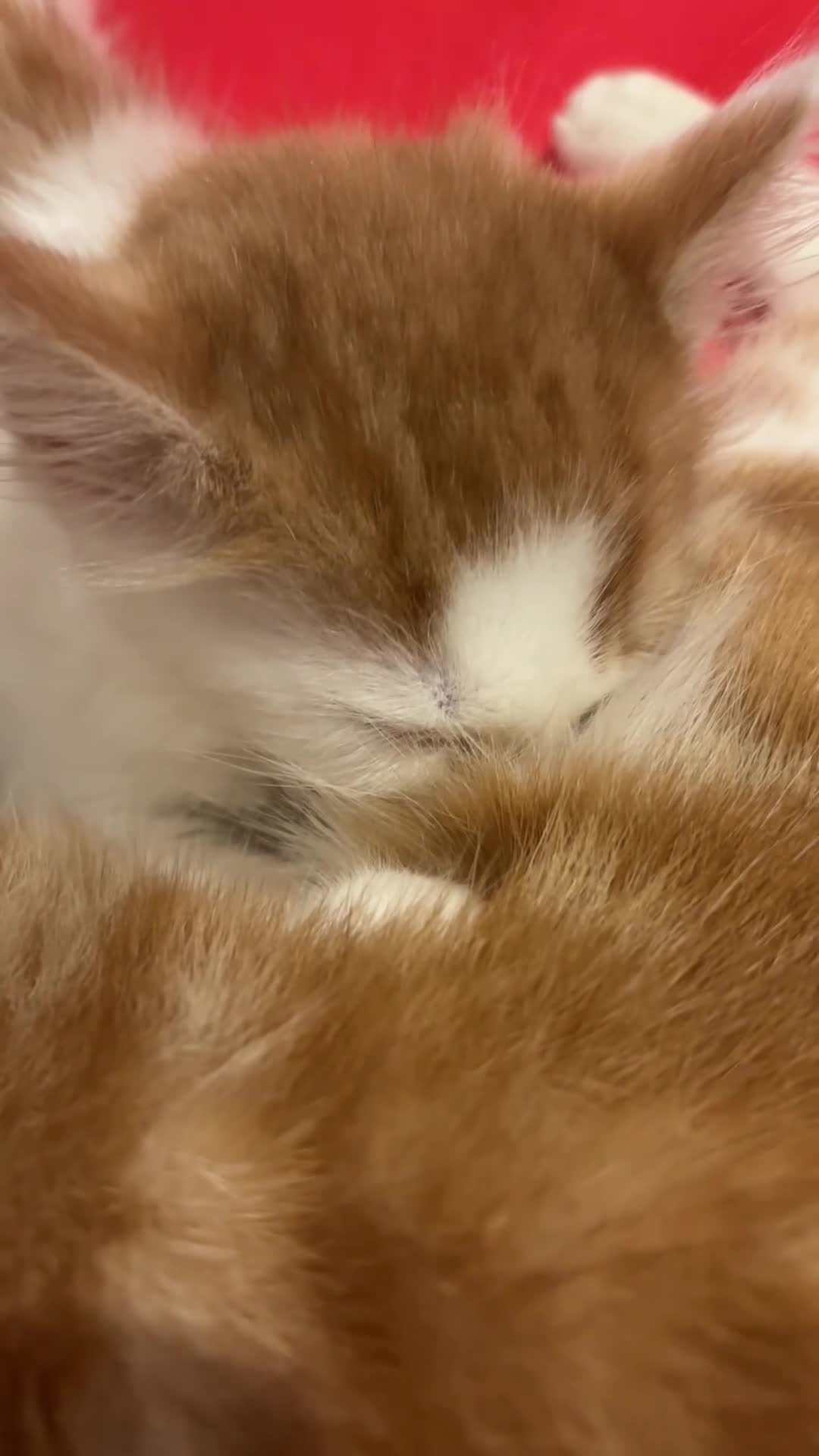 Domestic Shorthair cats for sale: UPDATE 2nd February 1 ginger and white boy left - Video 1