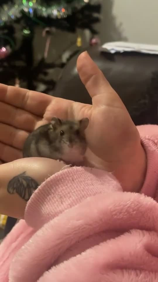 Hamster rodents for sale: Three hamsters looking for a new home  - Video 1
