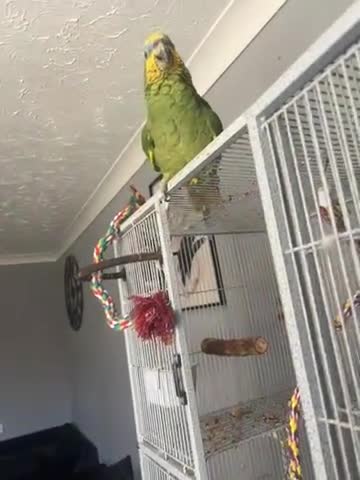 Parrots birds for sale: Amazon blue fronted parrot  - Video 3