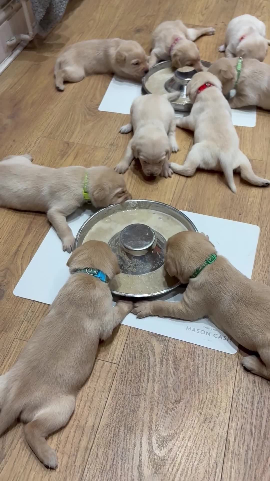 Labrador Retriever dogs for sale: Labrador Retriever Puppies - 6 Boys / 3 Girls - Video 2