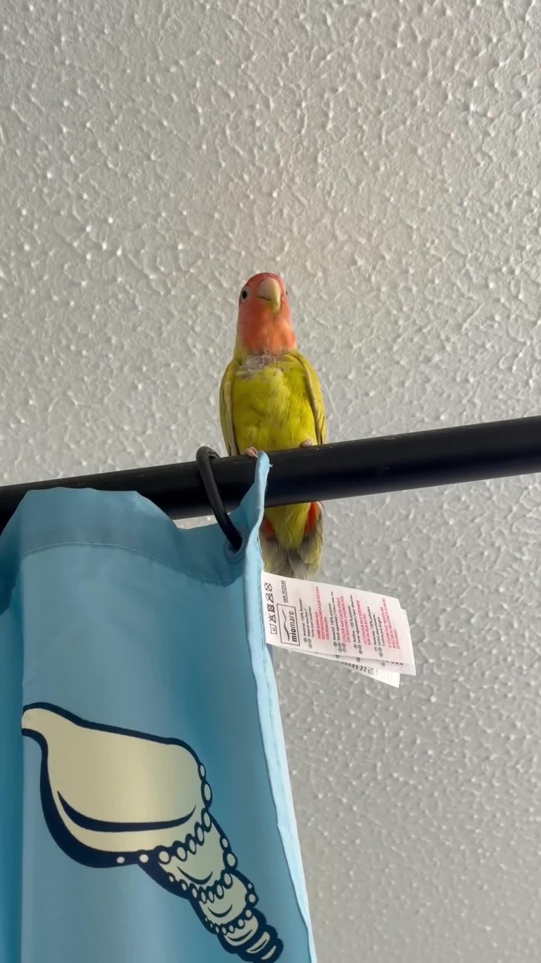 Lovebirds birds for sale: Pair of Peach-Faced Lovebirds – Mango & Pistachio - Video 3