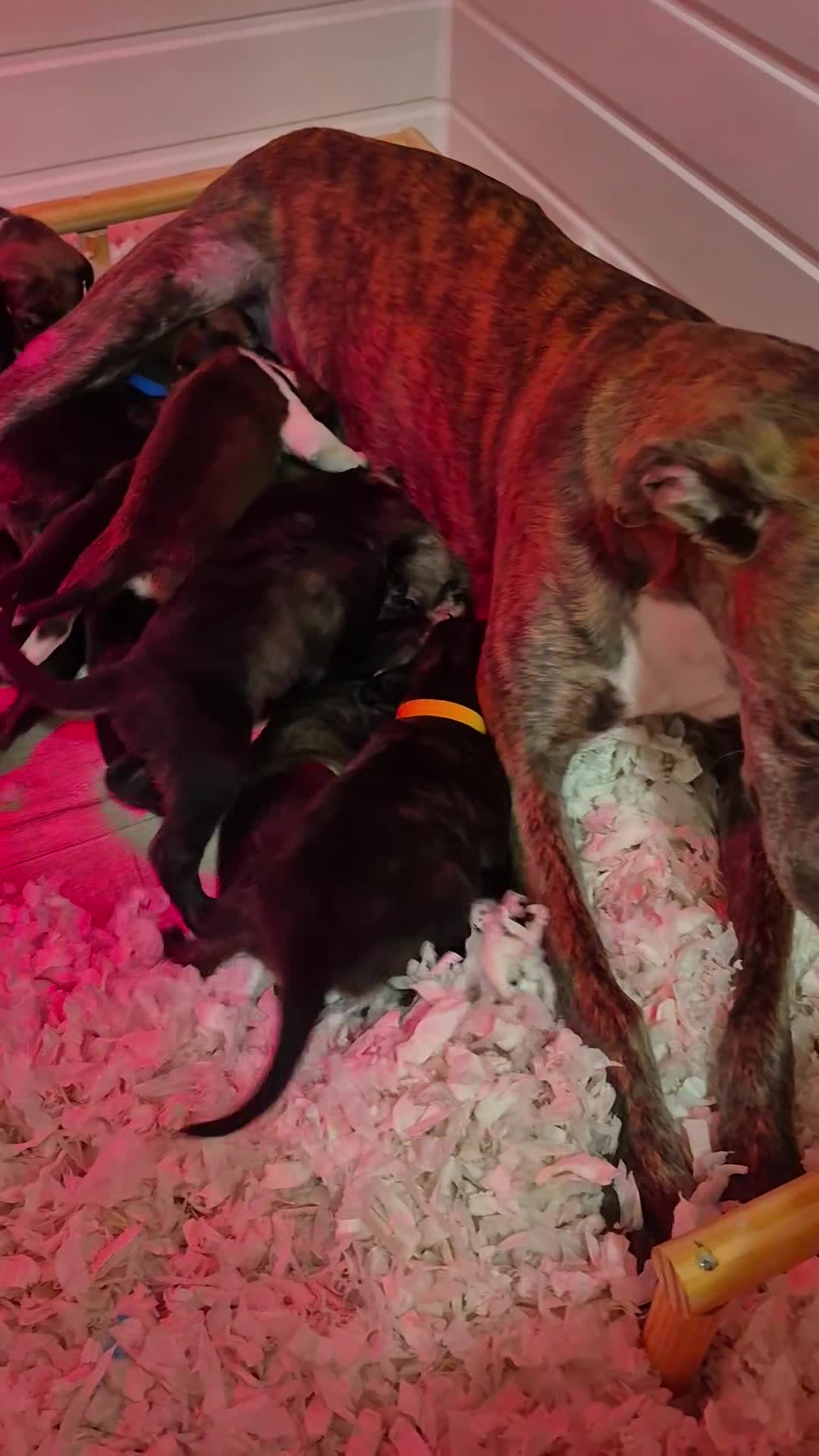 Lurcher dogs for sale: Beautiful litter of Lurcher pups - Video 1