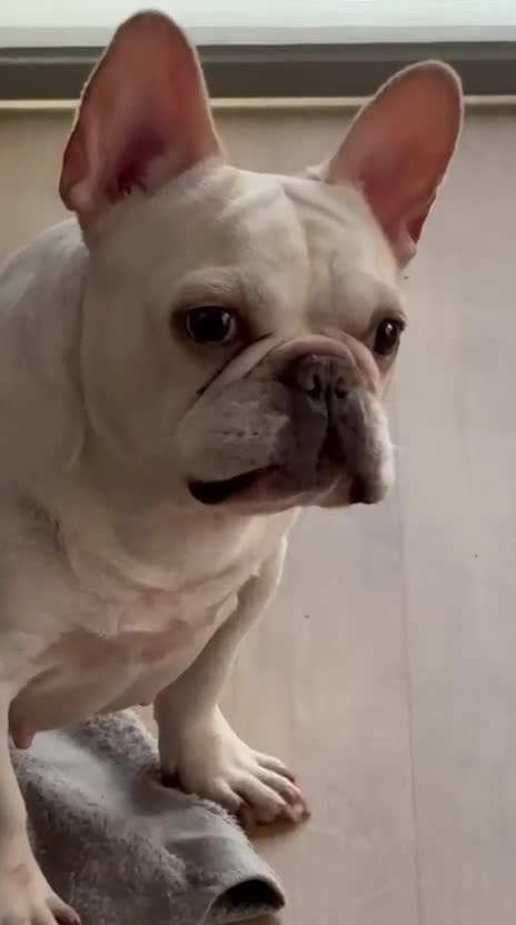 French Bulldog dogs for sale: £350, Platinum Cream Fawn Female - Video 5