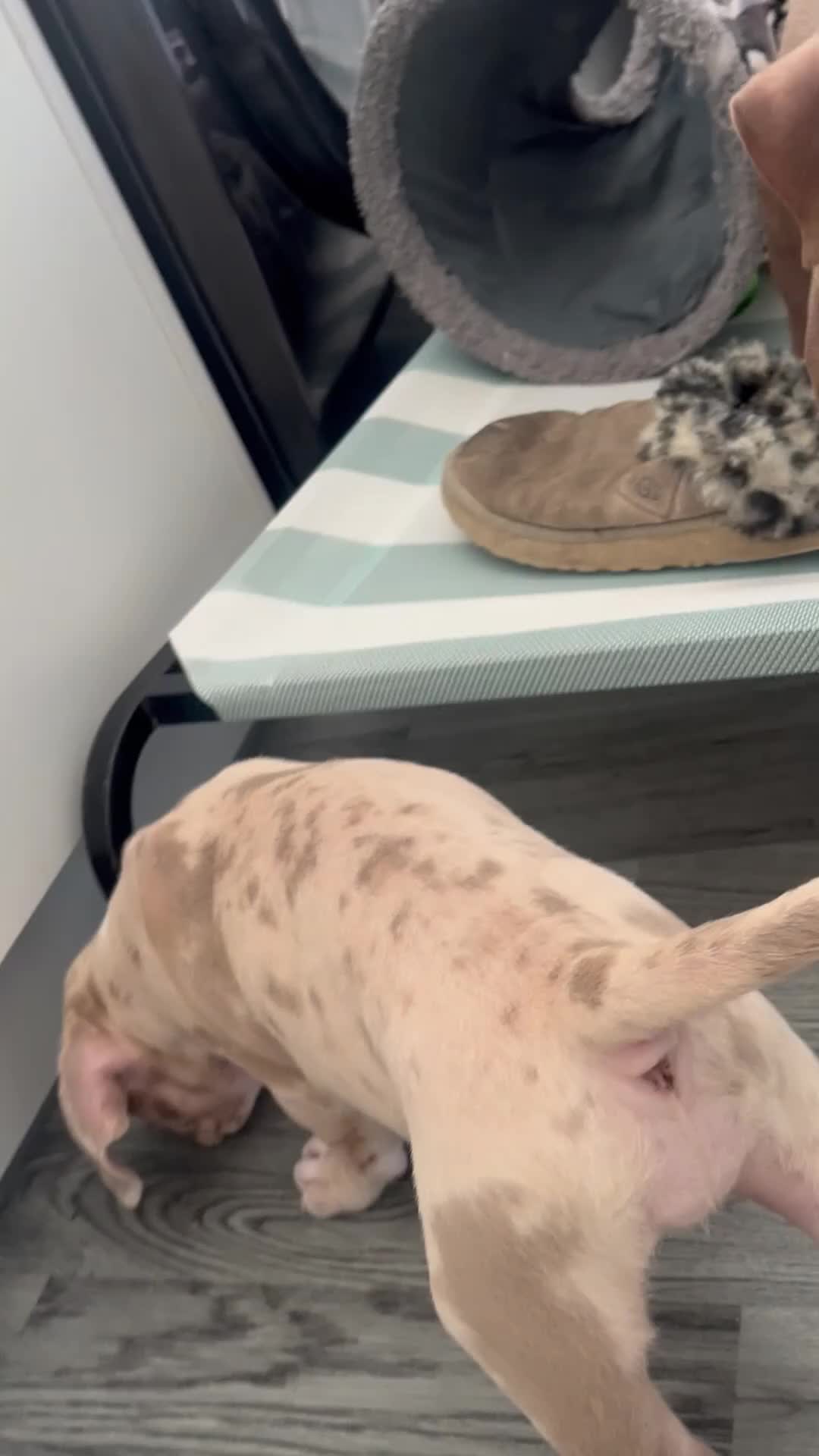 Mixed Breed dogs for sale: 3 gorgeous girls in Preston - Video 1