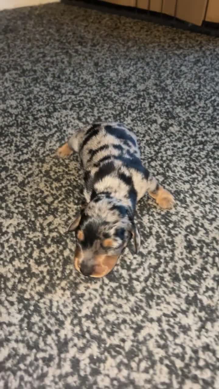 Dachshund dogs for sale: Dachshund puppies - Video 2