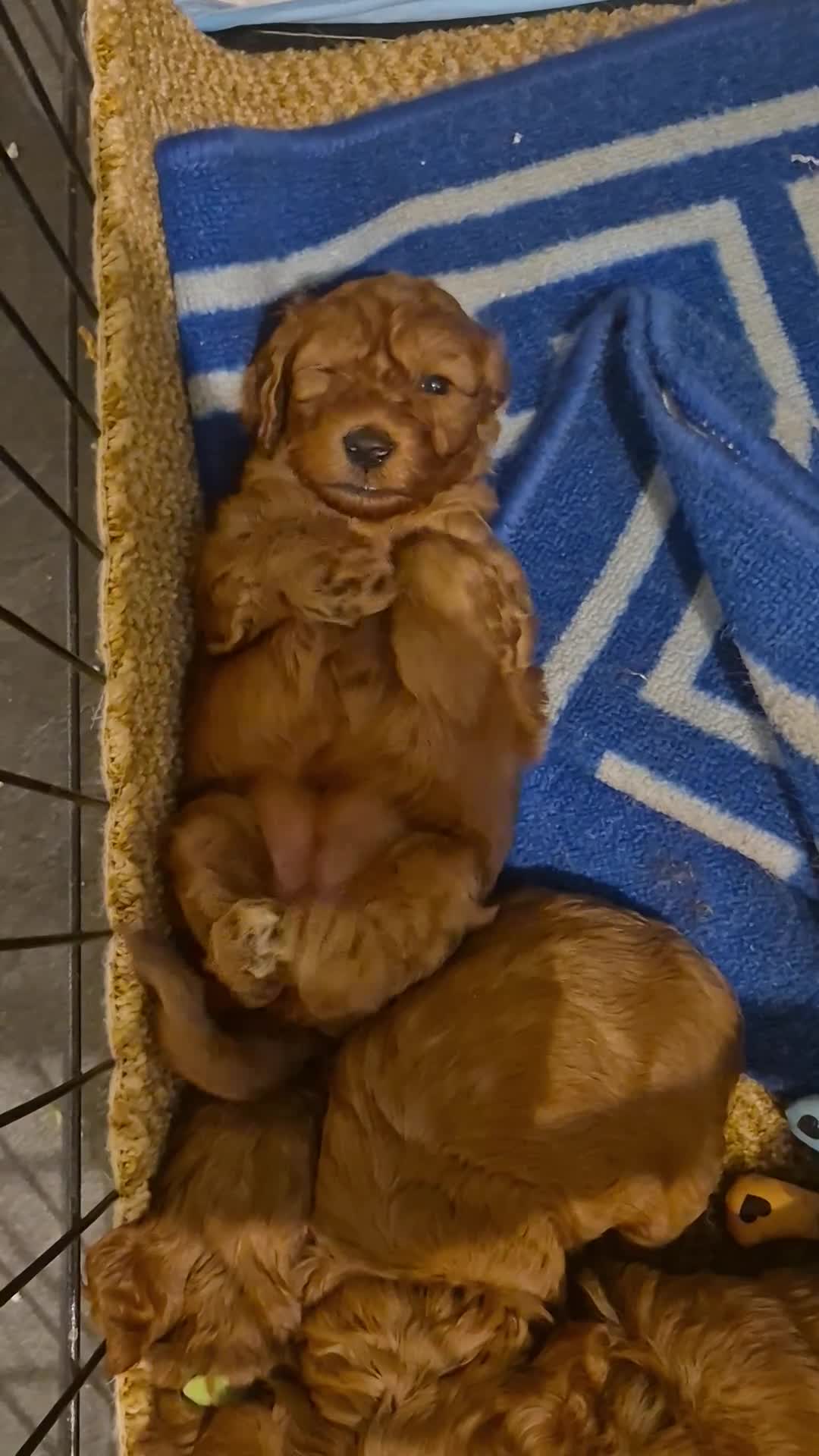 Cockapoo dogs for sale: Adorable fox red f1 toy cockapoo puppies - Video 2