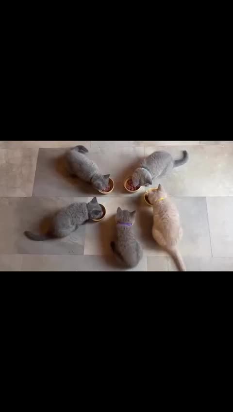 British Shorthair cats for sale: British Shorthair kittens, GCCF Certificate  in Dundee - Video 2