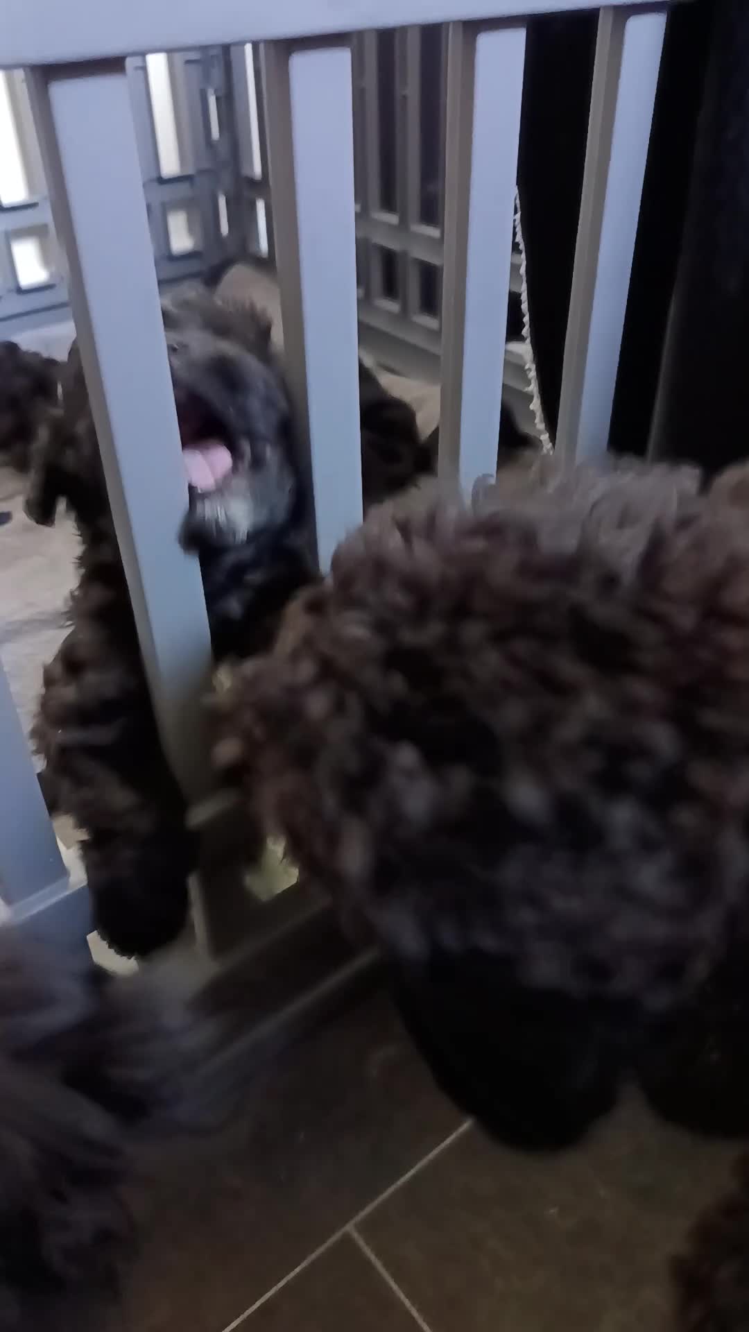 Pomapoo dogs for sale: Goldilocks and 3 little  curly black bears.  in Peterhead - Video 1