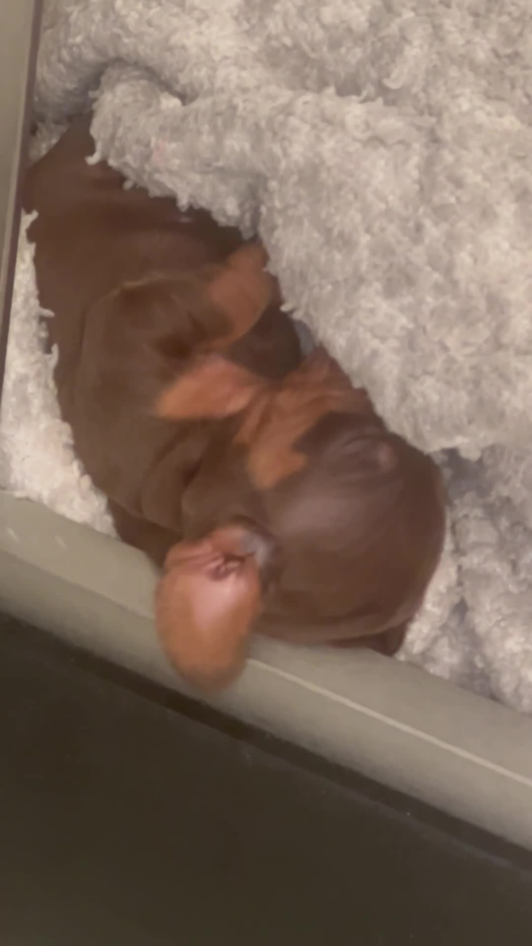Miniature Dachshund dogs for sale: Miniature Dachshunds  - Video 3