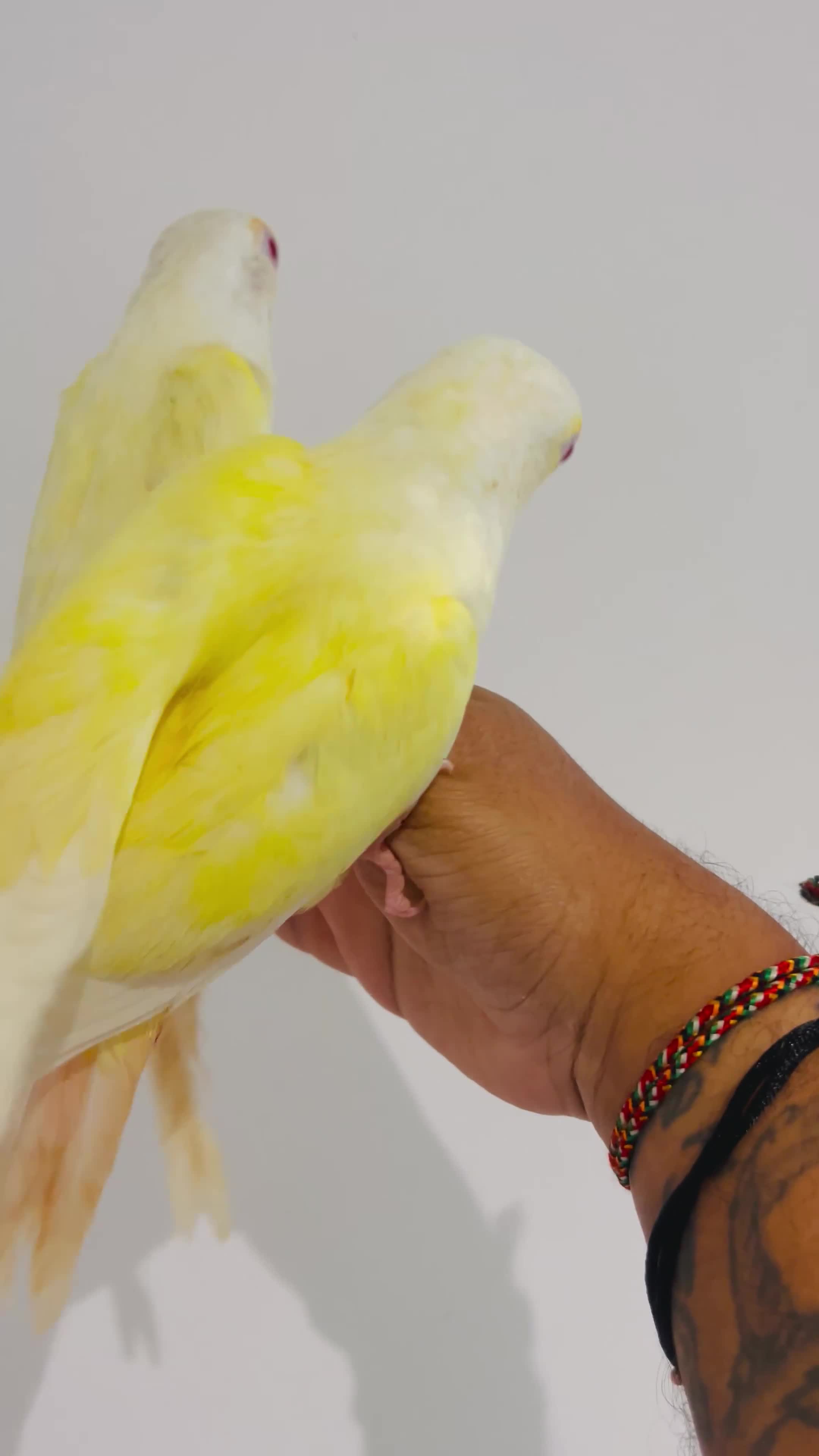 Conures birds for sale: Hand reared conures for sale - Video 1