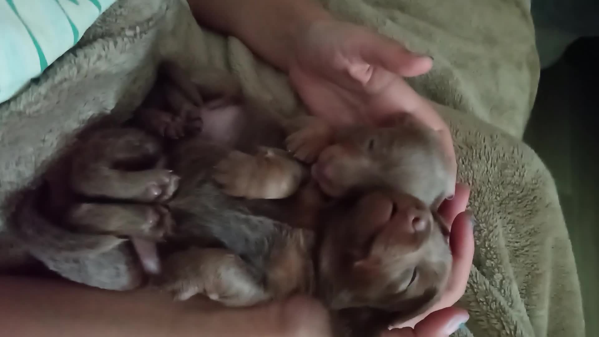 Miniature Dachshund dogs for sale: Stunning Minature Dachshund litter - Video 4