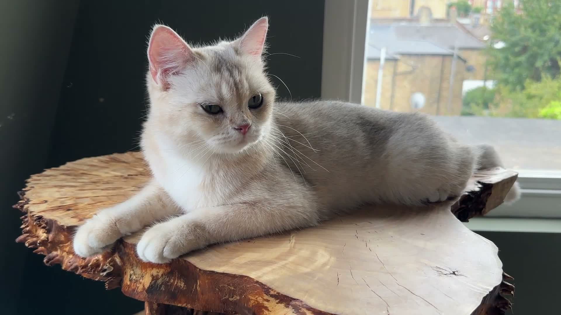 British Shorthair cats for sale: Vlastar Lux Queen- BSH Blue Golden Sunshine av 12 - Video 1