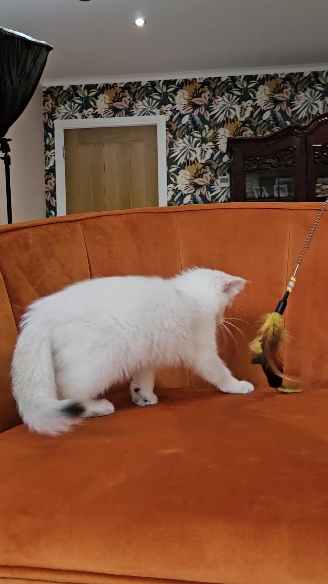 Scottish Fold cats for sale: Excellent Scottish straight kittens  - Video 2