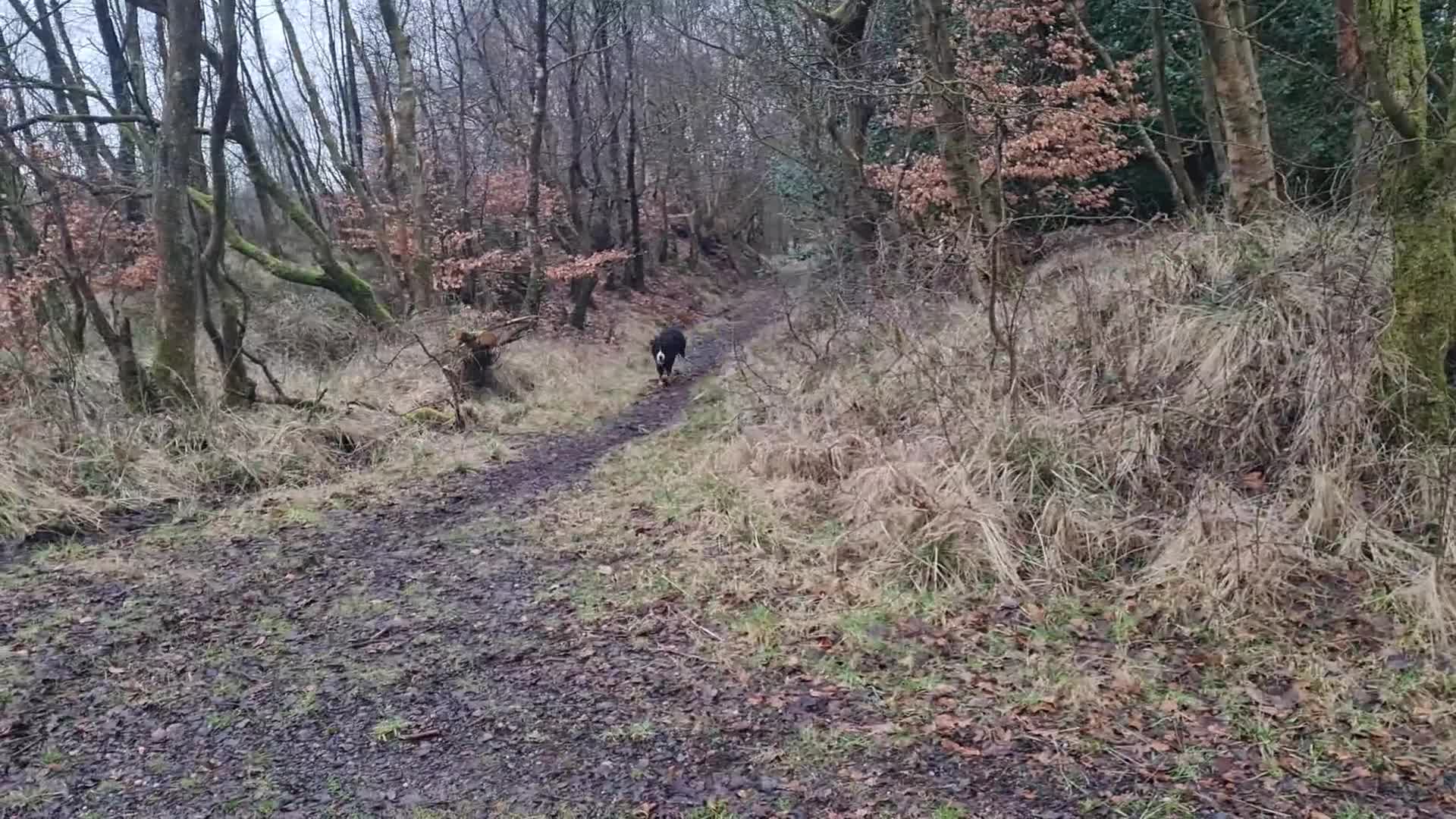 Bernese Mountain Dog dogs for sale: Bernese Mountain Dog girl - Video 2