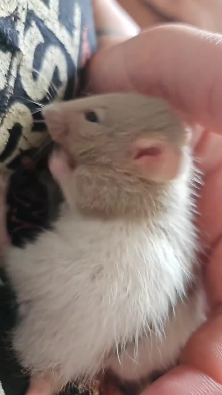 Rat rodents for sale: Baby male rats - Video 2