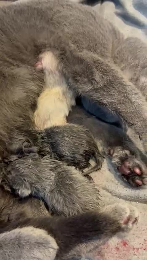 British Shorthair cats for stud: For stud  in London - Video 1