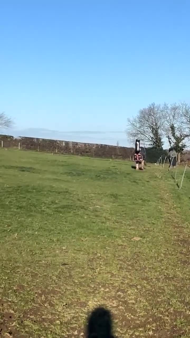 Irish Cob horses for sale: 12.1hh Piebald Mare, 2 Years Old - Video 1