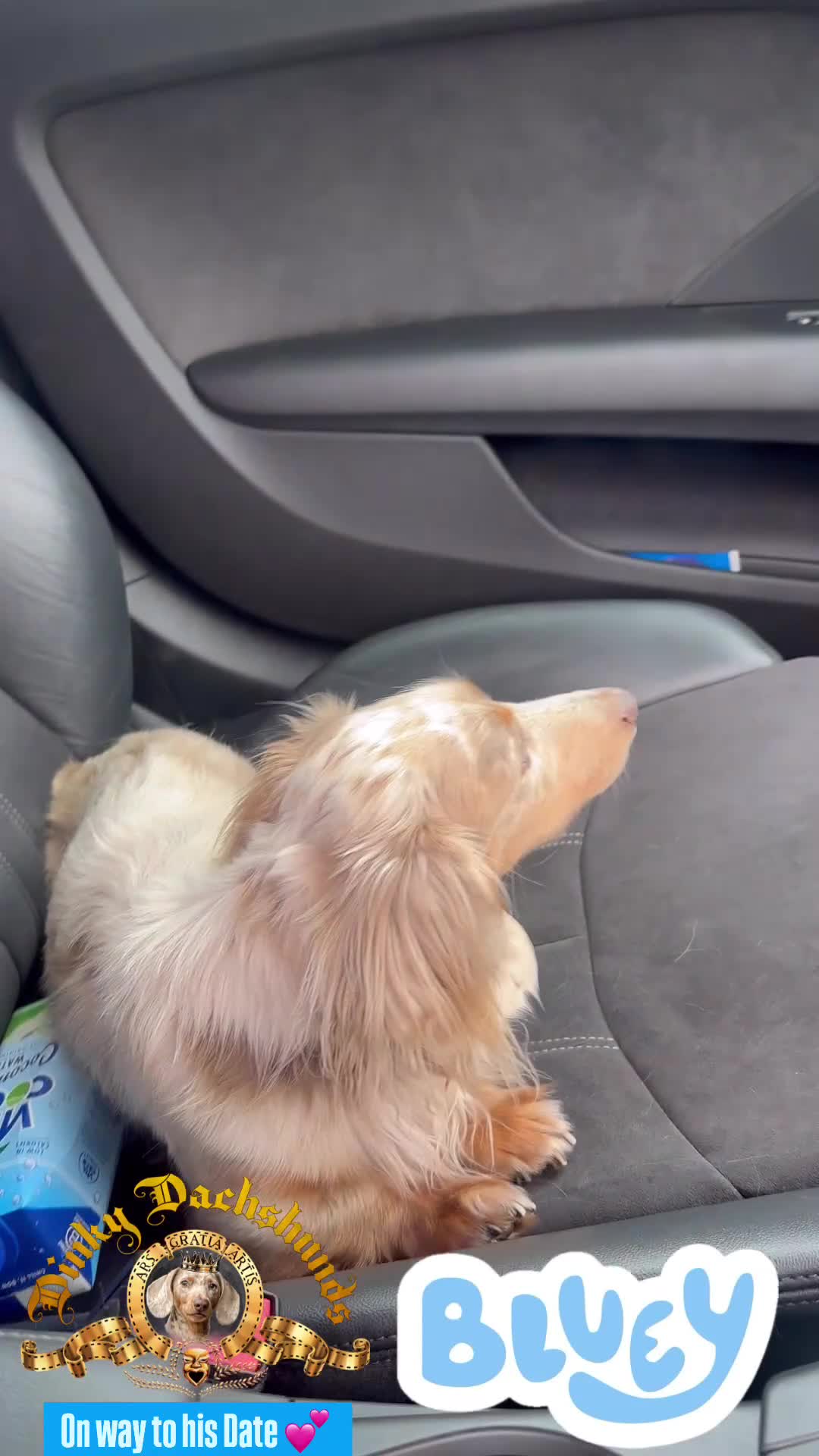 Miniature Dachshund dogs for stud: CREAM DAPPLE TOY LONG HAIRED DACHSHUND   - Video 1
